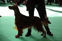 Crufts2011 655